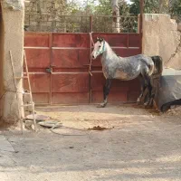 اسب مادیان کرد سواری دار|اسب و تجهیزات اسب‌سواری|خمینی‌شهر, |دیوار