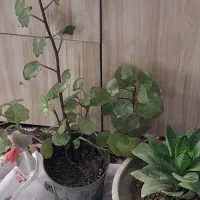 گلهای طبیعی|گل و گیاه طبیعی|شیروان (خراسان), |دیوار