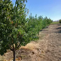 فروش باغ به متراژ۲۰۰۰هزارمتر فنس کشی  ۱۲۰درخت۵ساله