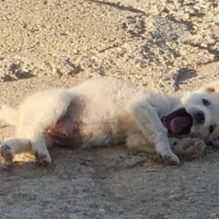 دوعددپاکوتاه