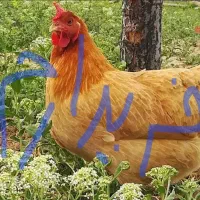 مرغ محلی تخمگذار|حیوانات مزرعه|میانه, |دیوار