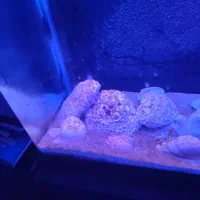 آکواریوم همراه با میز|ماهی|بندرعباس, |دیوار