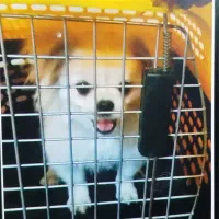 سگ شیتزو پا کوتاه