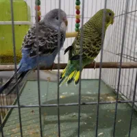 تعدادی مرغ عشق