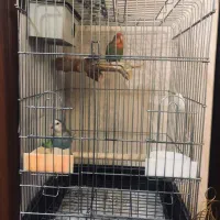 قفس پرنده  ۱۰۳۳