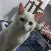 گربه خانگی|گربه|مشهد, فدک|دیوار