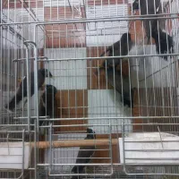 جوجه مینا لانه گریز چشم ستاره ای