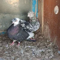 سرور پرشی|پرنده|بوکان, |دیوار