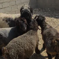 بره قوچ و شیشک قوچ بختیاری قنقور چتری