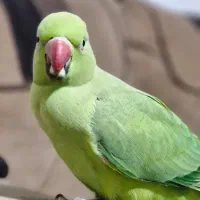 طوطی ملنگو|پرنده|برازجان, |دیوار