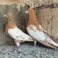 ابلغ افغانی    زرد سینه
