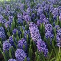 سنبل و لاله پیاز درجه ۱ قیمت عالی ارسال سراسر کشور