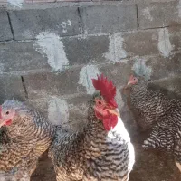 فروش خروس آمروک