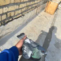 پلاکی|پرنده|مرودشت, بیست متری بیمارستان|دیوار