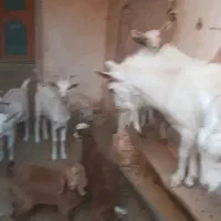 ۶عدد کولار سانن  به  فروش میرسن