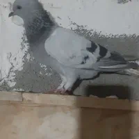 کفتر|پرنده|شیراز, پودنک|دیوار