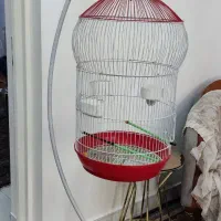 قفس پای دار پرنده