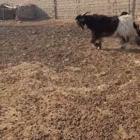 دوتا بیگ تخمی درجه یک|حیوانات مزرعه|شوشتر, |دیوار