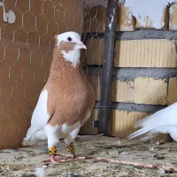 جفت طوق زرد سه بر قفل