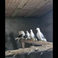 پشت سبز دوکت سبز کبوتر زینتی