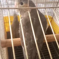 عروس هلندی|پرنده|اسلام‌شهر, شهرک سعیدیه|دیوار