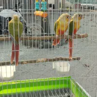 جوجه گرینچیک آناناسی دبل رد و ملنگو|پرنده|رشت, گلسار|دیوار