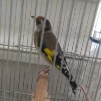 سهره ماده عطیقه