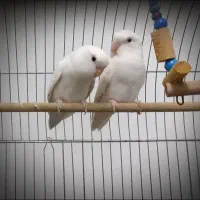 فوری طوطی مارال فوری