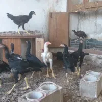 جوجه لاری