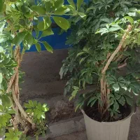 گیاه شفر .شفلرا. پنجه|گل و گیاه طبیعی|قم, امامزاده ابراهیم|دیوار