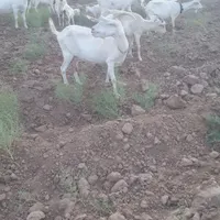 ۷عدد بز سانن ۳کیلو شیر جوان|حیوانات مزرعه|تربت جام, کشتارگاه|دیوار