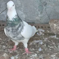 کبوتر طوقی ساده