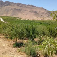 باغ ۵ جریبی بادام طرح باغ گستران