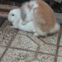 دوجفت خرگوش لپ سالم و سرحال