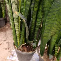 حراج واقعی سانسوریا|گل و گیاه طبیعی|مشهد, کوی المهدی|دیوار