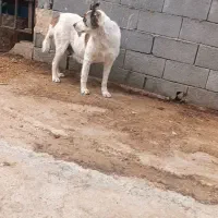 لاس خراسانی سه سال