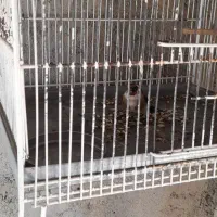 سهره ماده|پرنده|اردبیل, |دیوار