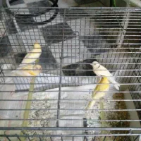 پرنده.قناری|پرنده|خوانسار, |دیوار