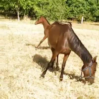 مادیون ترکی|اسب و تجهیزات اسب‌سواری|اقلید, |دیوار