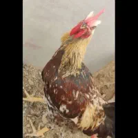 فروش خروس محلی