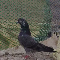 یک لانه کبوتر