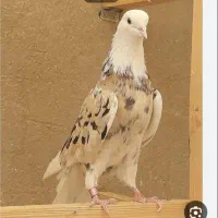 تهرونی پرش سنگین