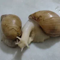 خاویار حلزون ،حلزون تراپی|خزنده|اراک, |دیوار