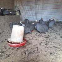 مرغ‌شاخدار