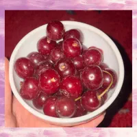 آلبالو مجاری  واتریشی