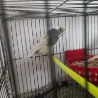 سه عدد سهره خاکی نره باقناری نره درشت