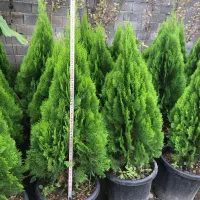 انواع درختچه های زینتی