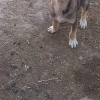 واگزاریطولهسگ|سگ|خواجه, |دیوار