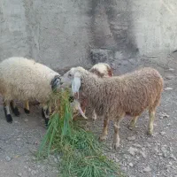 بره میش بز بزغاله