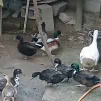 چهار عدد اردک رشتی نر